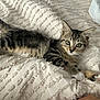 kitten, tabby, cat, pet, animal, bed, blanket, texture, fur, whiskers, eyes, paw, human_hand, indoor, cute, young, resting, curious, cozy, soft