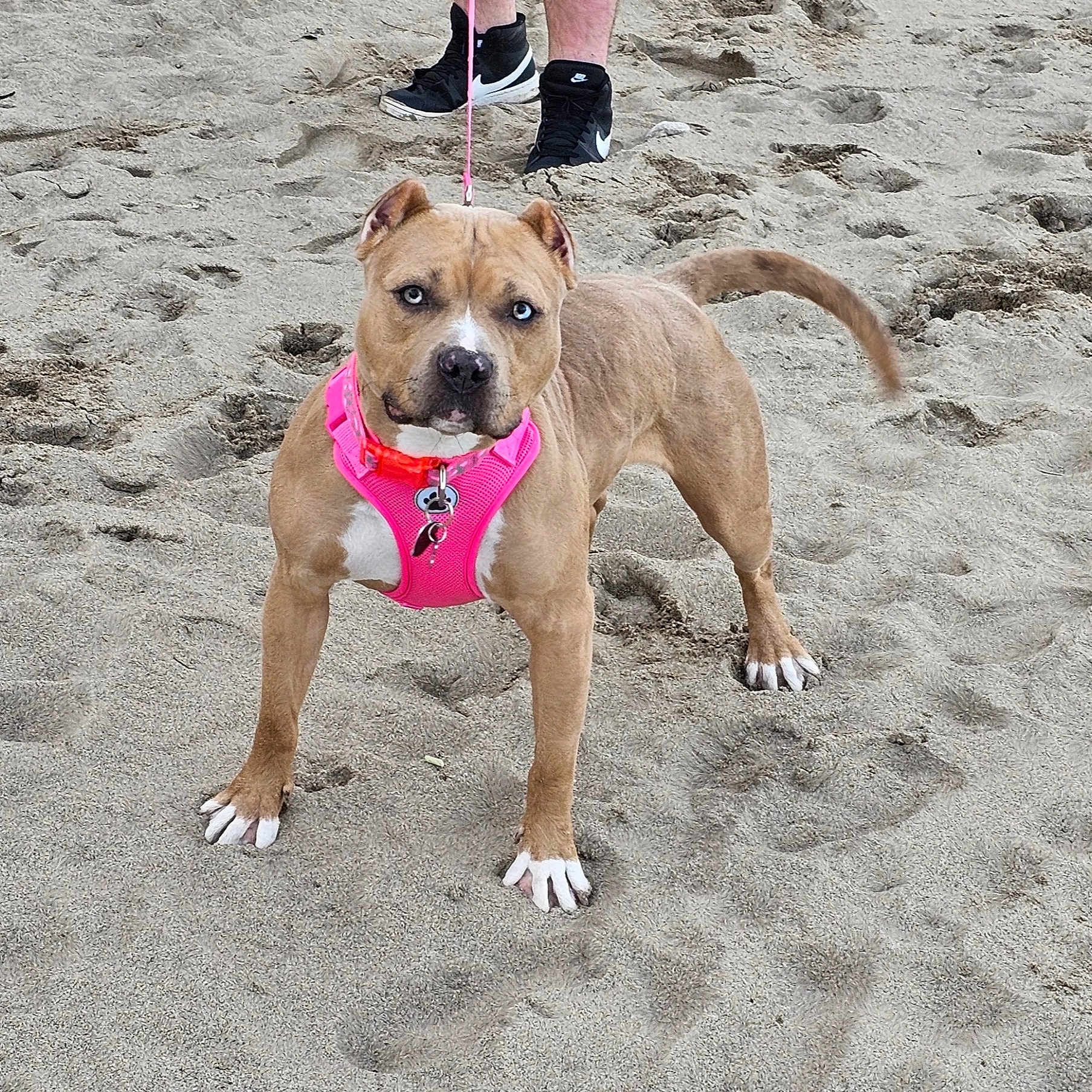 Karma is registered to the contest to win money with this photo: accessories, animal, beach, boxer, bulldog, canine, clothing, coast, dog, footwear, hound, leash, nature, outdoors, person, pet, puppy, sea, shoe, strap