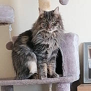 Gizmo joined the competition — help win amazing prizes! cat, fluffy_cat, gray_cat, cat_tree, pet, indoor, furniture, toy, plush, scratching_post, animal, fur, sitting, portrait, looking_at_camera, home, domestic_cat, feline, whiskers, ears