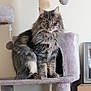 cat, fluffy_cat, gray_cat, cat_tree, pet, indoor, furniture, toy, plush, scratching_post, animal, fur, sitting, portrait, looking_at_camera, home, domestic_cat, feline, whiskers, ears