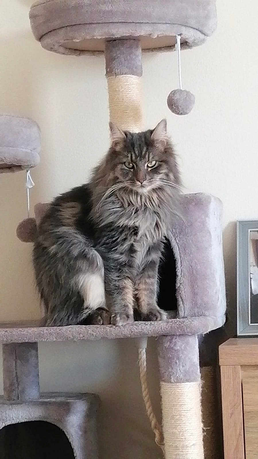 Gizmo joined the competition — help win amazing prizes! cat, fluffy_cat, gray_cat, cat_tree, pet, indoor, furniture, toy, plush, scratching_post, animal, fur, sitting, portrait, looking_at_camera, home, domestic_cat, feline, whiskers, ears