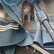 Girliegirl joined the competition — help win amazing prizes! cat, orange_cat, white_cat, umbrella, striped, fabric, folded, outdoor, wooden_deck, leaf, pet, animal, curious, hiding, closeup, texture, natural_light, paw, face, eyes