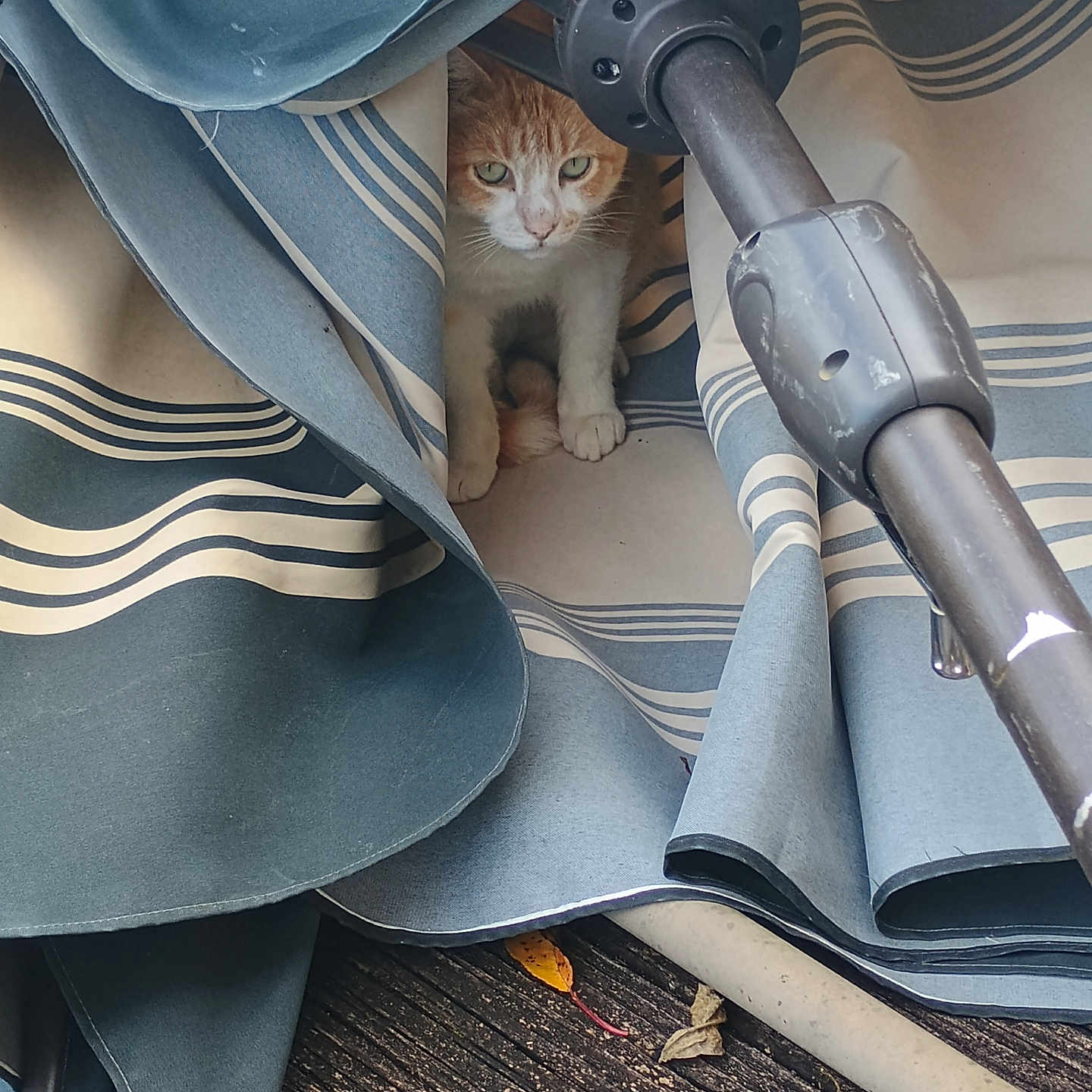 Girliegirl joined the competition — help win amazing prizes! animal, cat, closeup, curious, eyes, fabric, face, folded, hiding, leaf, natural_light, orange_cat, outdoor, paw, pet, striped, texture, umbrella, white_cat, wooden_deck