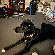 Roxy is registered to the contest to win money with this photo: dog, black_dog, collar, carpet, fireplace, garland, pet_bowls, shelves, decorations, photograph, toy, shoe, home_interior, floor, furniture, pet, resting, indoor, curious, casual