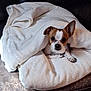 dog, blanket, white_blanket, small_dog, brown_and_white, cozy, indoor, pet, cute, resting, fur, ears, paws, couch, comfort, animal, lying_down, domestic_animal, relaxed, snug