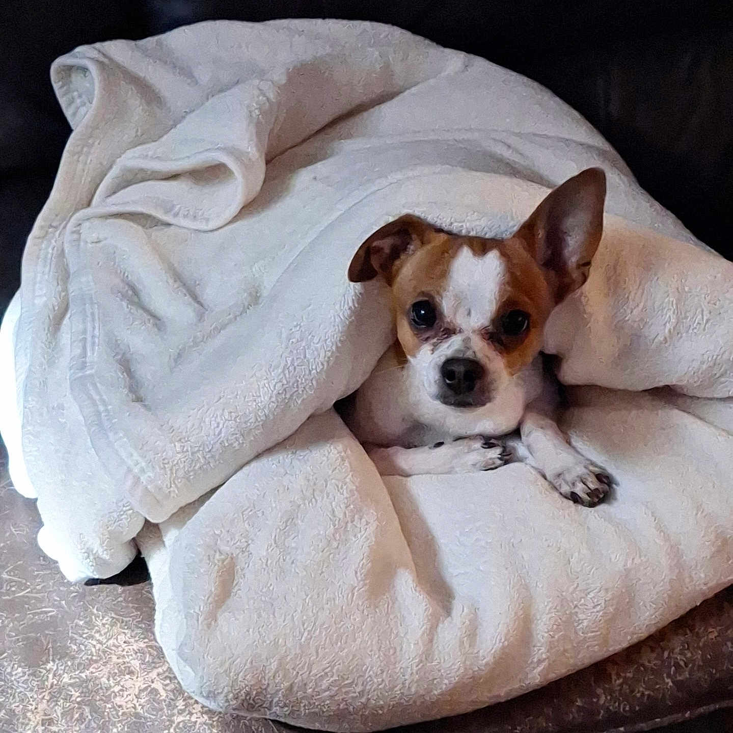 Patches is registered to the contest to win money with this photo: animal, blanket, brown_and_white, comfort, couch, cozy, cute, dog, domestic_animal, ears, fur, indoor, lying_down, paws, pet, relaxed, resting, small_dog, snug, white_blanket