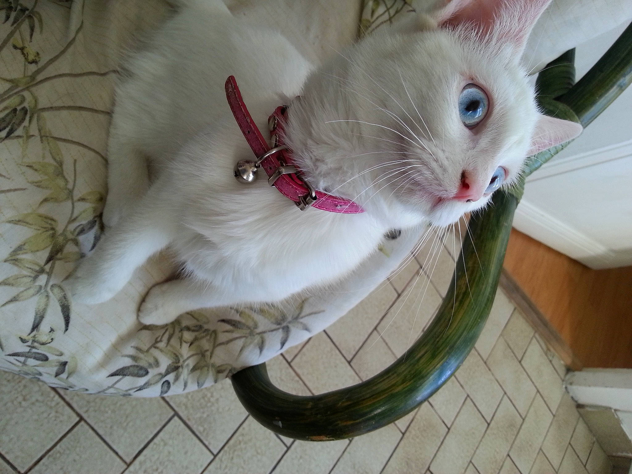 Miyuki participe au concours pour gagner de l'argent avec cette photo : basket, bicycle_wheel_rim, carnivore, cat, cat_furniture, cat_supply, collar, domestic_short_haired_cat, felidae, fur, khao_manee, pet_supply, small_to_medium_sized_cats, snout, turkish_angora, vertebrate, whiskers