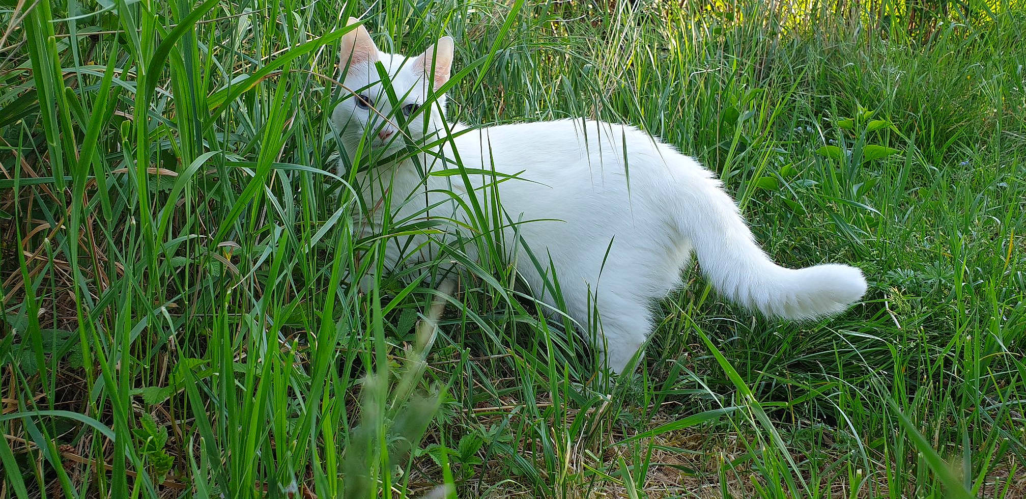 Miyuki a rejoint le concours — aidez-le/la à gagner de superbes lots ! carnivore, cat, felidae, field, fur, grass, grass_family, grassland, herbaceous_plant, meadow, pasture, prairie, small_to_medium_sized_cats, tail, terrestrial_animal