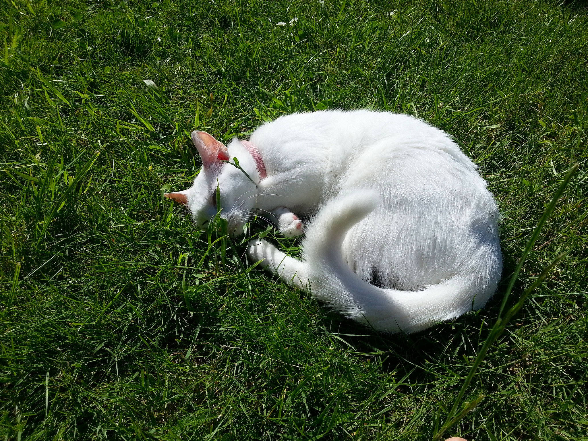 Miyuki participe au concours pour gagner de l'argent avec cette photo : carnivore, cat, facial_expression, felidae, fur, grass, grass_family, groundcover, khao_manee, lawn, paw, small_to_medium_sized_cats, snout, tail, terrestrial_animal, whiskers
