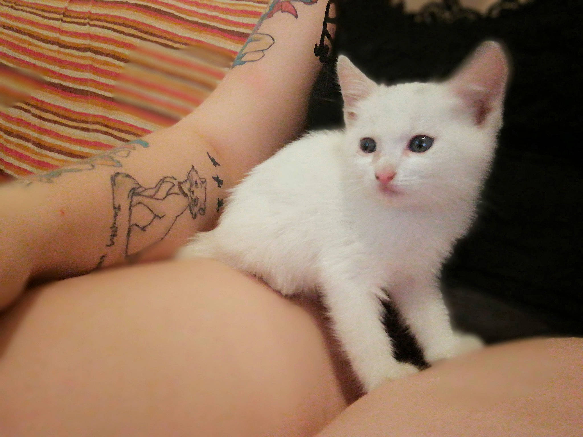 Yoyo a rejoint le concours — aidez-le/la à gagner de superbes lots ! carnivore, cat, felidae, flesh, fur, human, ink, joint, khao_manee, organ, skin, small_to_medium_sized_cats, tattoo, temporary_tattoo, turkish_angora, whiskers, wrist