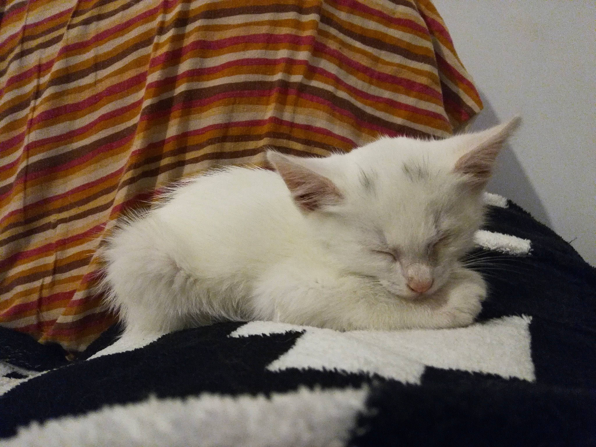 Yoyo a rejoint le concours — aidez-le/la à gagner de superbes lots ! carnivore, cat, comfort, felidae, fur, home_accessories, linens, plaid, small_to_medium_sized_cats, tartan, textile, whiskers