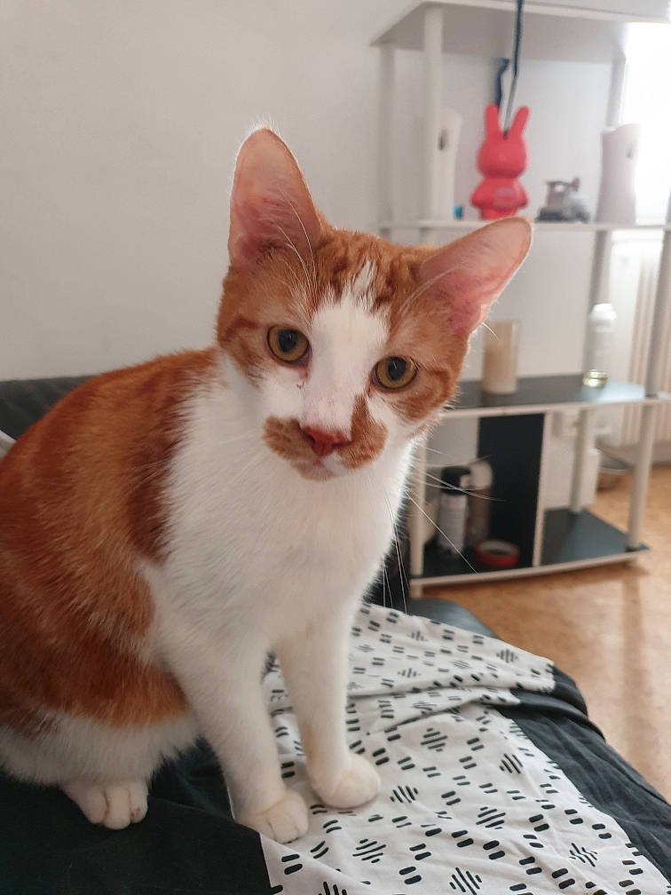 Pipoune participe au concours pour gagner de l'argent avec cette photo : carnivore, cat, domestic_short_haired_cat, fawn, felidae, fur, peach, pet_supply, refrigerator, shelf, shelving, small_to_medium_sized_cats, snout, tail, vertebrate, whiskers