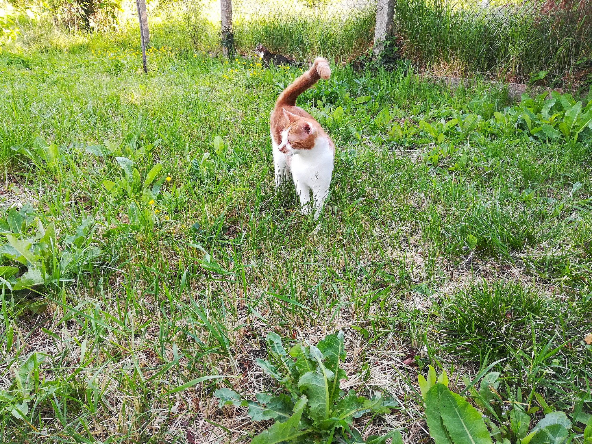 Pipoune a rejoint le concours — aidez-le/la à gagner de superbes lots ! carnivore, cat, domestic_short_haired_cat, fawn, felidae, fur, grass, grass_family, groundcover, herbaceous_plant, lawn, liver, pasture, small_to_medium_sized_cats, tail, terrestrial_animal, whiskers, yard