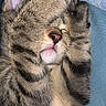 Cookie participe au concours pour gagner de l'argent avec cette photo : cat, kitten, tabby, sleeping, sleepy, cute, furry, paw, whiskers, nose, closed_eyes, relaxed, cozy, portrait, close_up, indoor, denim, fabric, resting, nap
