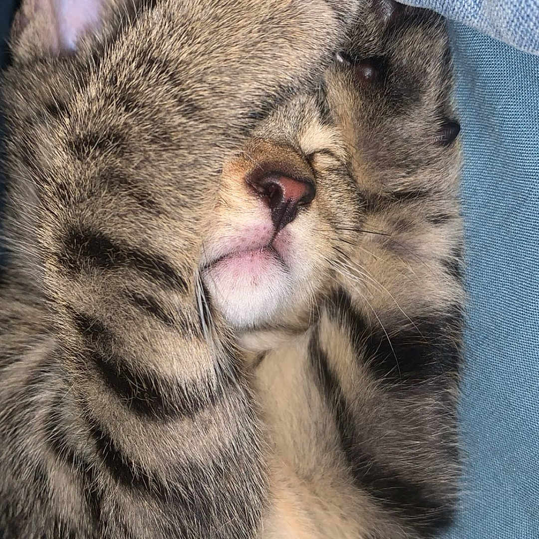Cookie participe au concours pour gagner de l'argent avec cette photo : cat, kitten, tabby, sleeping, sleepy, cute, furry, paw, whiskers, nose, closed_eyes, relaxed, cozy, portrait, close_up, indoor, denim, fabric, resting, nap