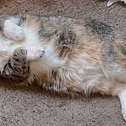 Cupcake joined the competition — help win amazing prizes! cat, calico_cat, fluffy, furry, pet, animal, lying_down, belly_up, paws, tail, whiskers, green_eyes, indoors, carpet, floor, home, relaxed, cute, portrait, photography