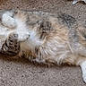 cat, calico_cat, fluffy, furry, pet, animal, lying_down, belly_up, paws, tail, whiskers, green_eyes, indoors, carpet, floor, home, relaxed, cute, portrait, photography
