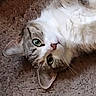 cat, fluffy, white, gray, tabby, long_hair, green_eyes, pet, animal, feline, whiskers, ears, nose, portrait, close_up, upside_down, carpet, indoor, lying_down, cute