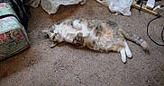 Cupcake joined the competition — help win amazing prizes! cat, calico_cat, fluffy, pet, animal, lying_down, belly_up, paws, tail, whiskers, green_eyes, indoors, carpet, floor, plastic_bags, floral_bag, power_strip, electrical_cord, home, funny_pose