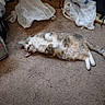 cat, calico_cat, fluffy, pet, animal, lying_down, belly_up, paws, tail, whiskers, green_eyes, indoors, carpet, floor, plastic_bags, floral_bag, power_strip, electrical_cord, home, funny_pose