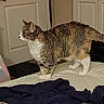 cat, tabby, white_chest, standing, bed, bedroom, closet_doors, indoors, fur, whiskers, ears, tail, paws, striped, brown, white, pet, animal, portrait, home