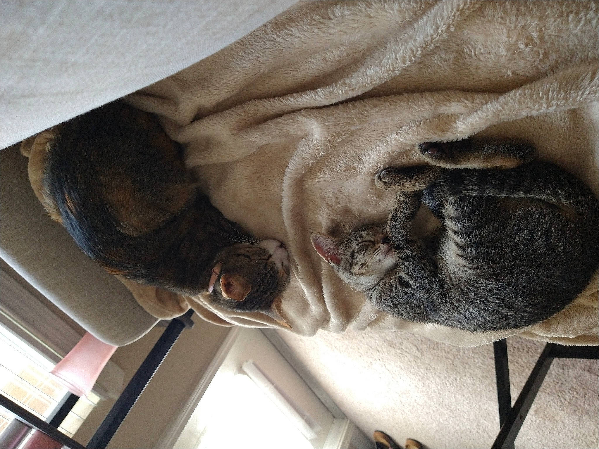 Pepper joined the competition — help win amazing prizes! canidae, carnivore, claw, comfort, dog, dog_breed, fawn, felidae, fur, grey, mammal, nap, small_to_medium_sized_cats, snout, sporting_group, tail, vertebrate, whiskers, working_animal, wrinkle
