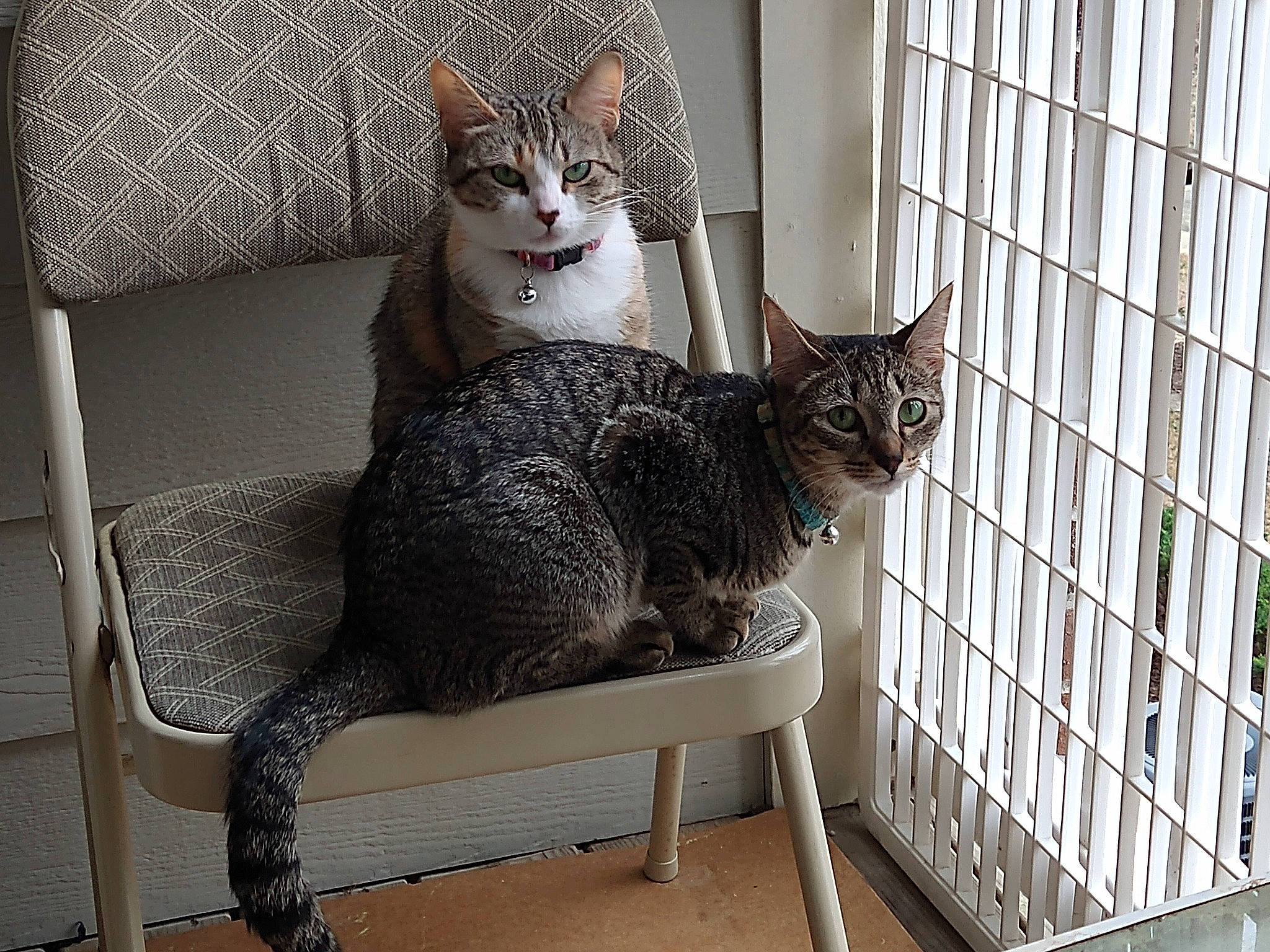 Pepper is registered to the contest to win money with this photo: animal_shelter, cage, carnivore, cat, comfort, domestic_short_haired_cat, felidae, fur, grey, mesh, metal, outdoor_furniture, pattern, pet_supply, room, sitting, small_to_medium_sized_cats, snout, tail, whiskers