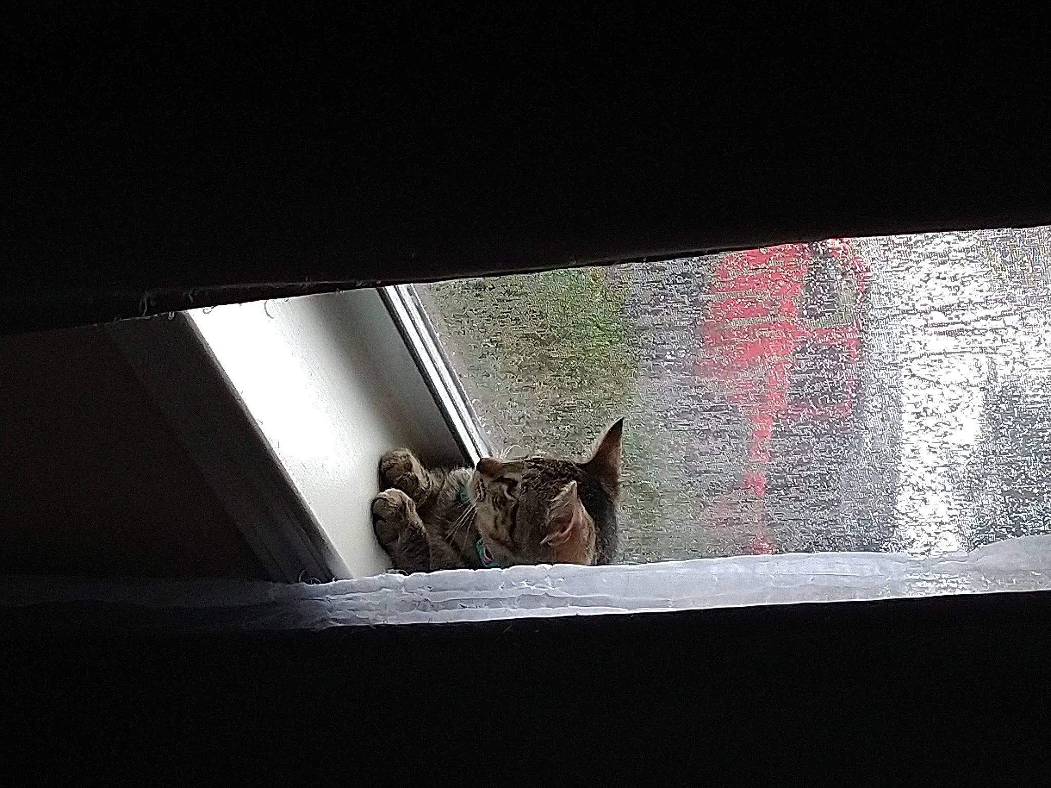 Pepper joined the competition — help win amazing prizes! carnivore, cat, comfort, darkness, domestic_short_haired_cat, door, felidae, flooring, hardwood, mammal, rectangle, room, shadow, small_to_medium_sized_cats, snout, tail, tints_and_shades, vehicle_door, whiskers, wood