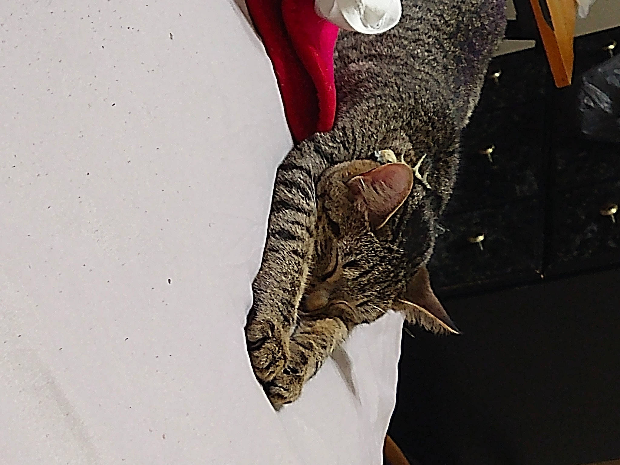 Pepper joined the competition — help win amazing prizes! falconiformes, fashion_accessory, fashion_design, feather, felidae, fur, jewellery, natural_material, pattern, sleeve, visual_arts, wing, wool, wrist