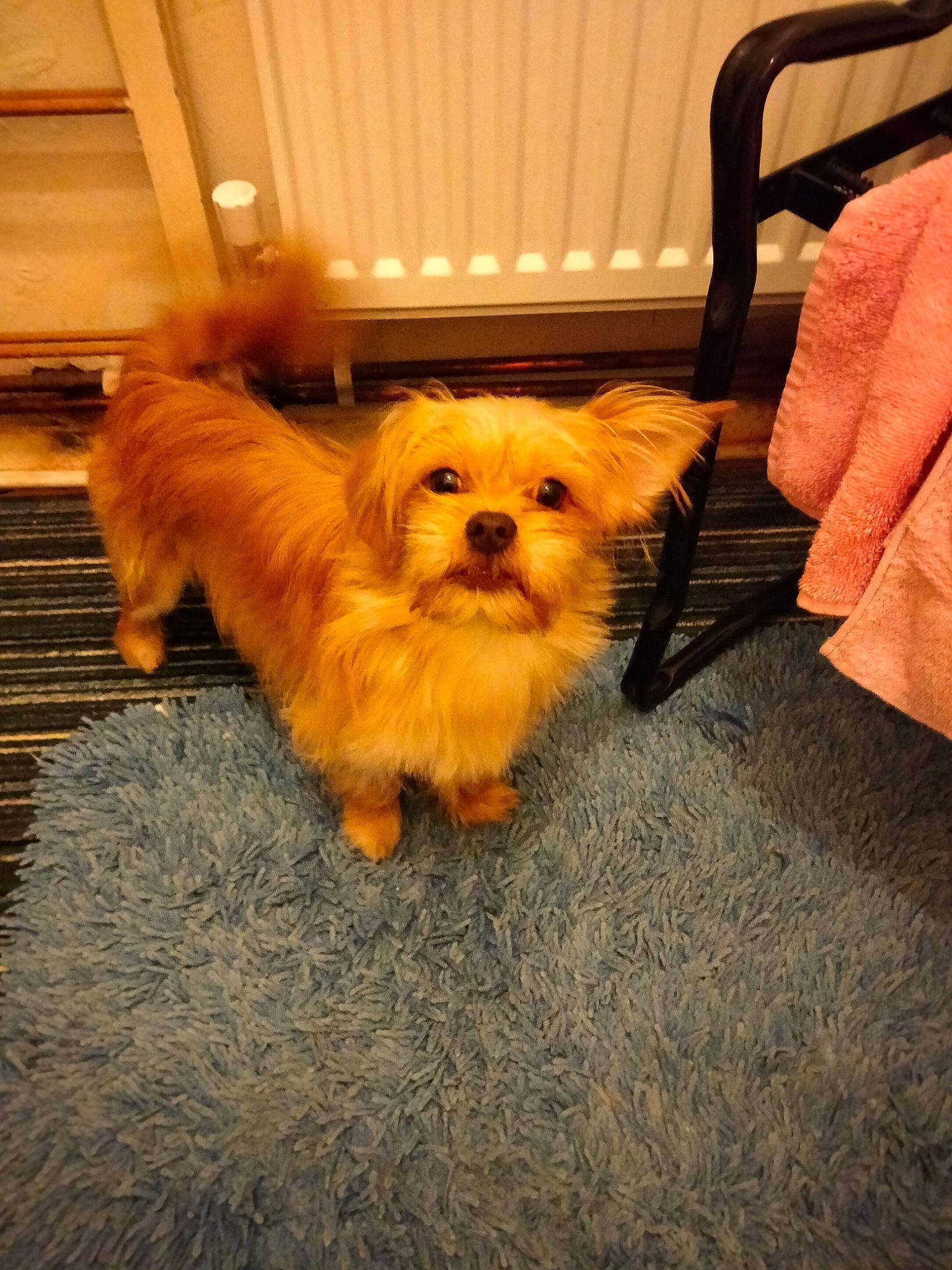 Chip joined the competition — help win amazing prizes! canidae, carnivore, chair, comfort, companion_dog, dog, dog_breed, dog_supply, fawn, flooring, fur, liver, maltepoo, small_terrier, snout, sporting_group, terrier, toy_dog, wood, working_animal