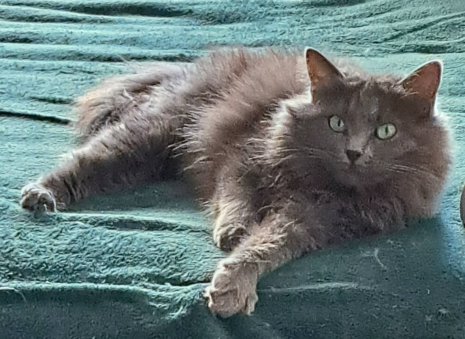 Olly a rejoint le concours — aidez-le/la à gagner de superbes lots ! british_longhair, carnivore, cat, claw, domestic_short_haired_cat, eye, felidae, fur, grass, grey, paw, plant, road_surface, sitting, small_to_medium_sized_cats, snout, tail, terrestrial_animal, water, whiskers