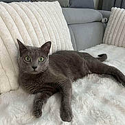 Hera a rejoint le concours — aidez-le/la à gagner de superbes lots ! cat, gray_cat, pet, feline, couch, pillow, blanket, indoor, fur, green_eyes, relaxed, cozy, home, living_room, resting, fluffy, comfortable, animal, soft, domestic