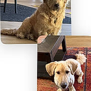 Sammy joined the competition — help win amazing prizes! brown_fur, carpet, coffee_table, collar, cozy, cute, dog, ears, floor, groomed_dog, home, indoor, paws, pet, portrait, rug, shaggy_dog, sitting, trimmed_dog, two_dogs