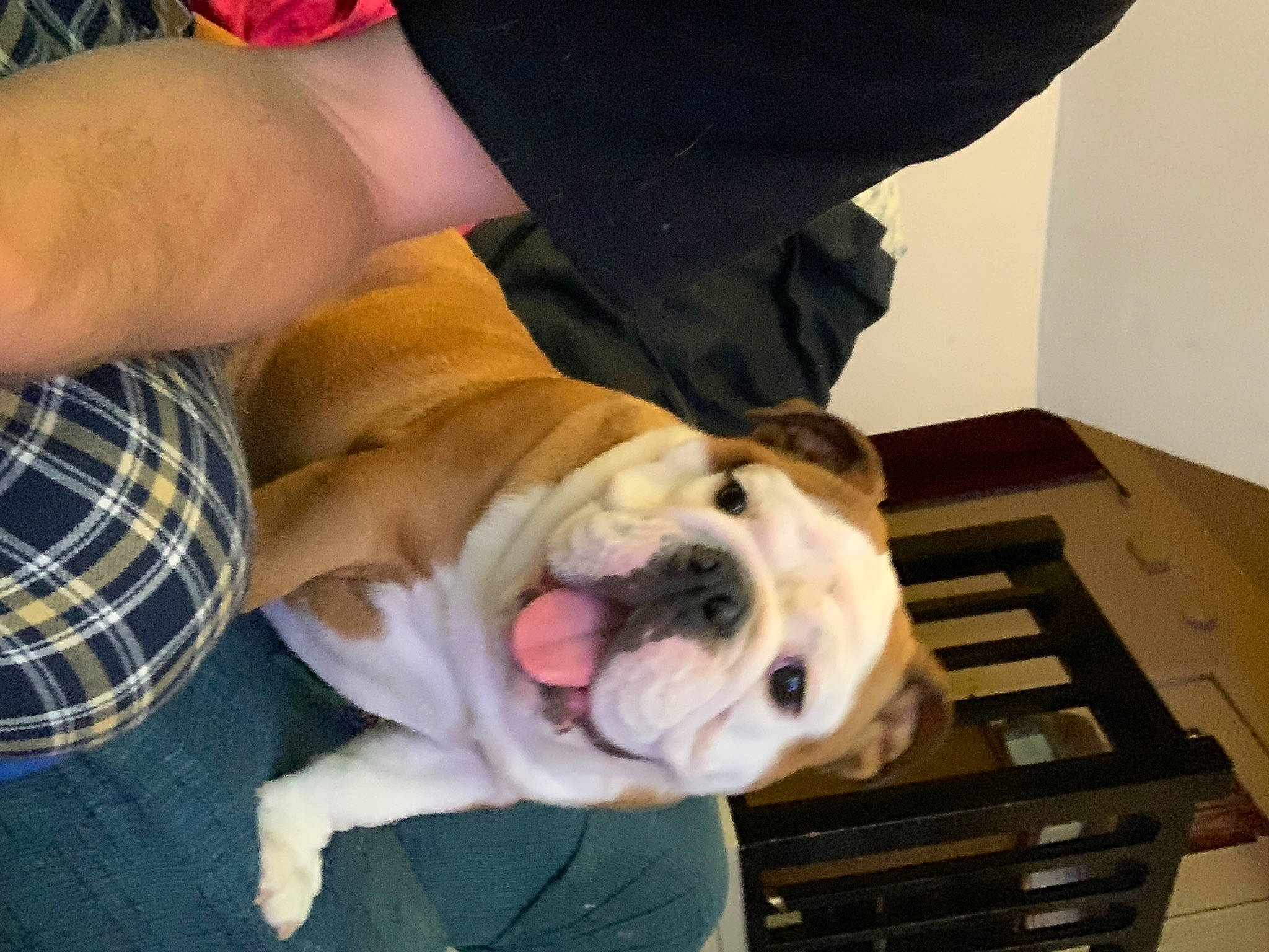 Lily Bear joined the competition — help win amazing prizes! american_bulldog, australian_bulldog, british_bulldogs, bulldog, canidae, carnivore, companion_dog, dog, dog_breed, dorset_olde_tyme_bulldogge, mammal, non_sporting_group, old_english_bulldog, olde_english_bulldogge, puppy, puppy_love, snout, toy_bulldog, valley_bulldog, white_english_bulldog