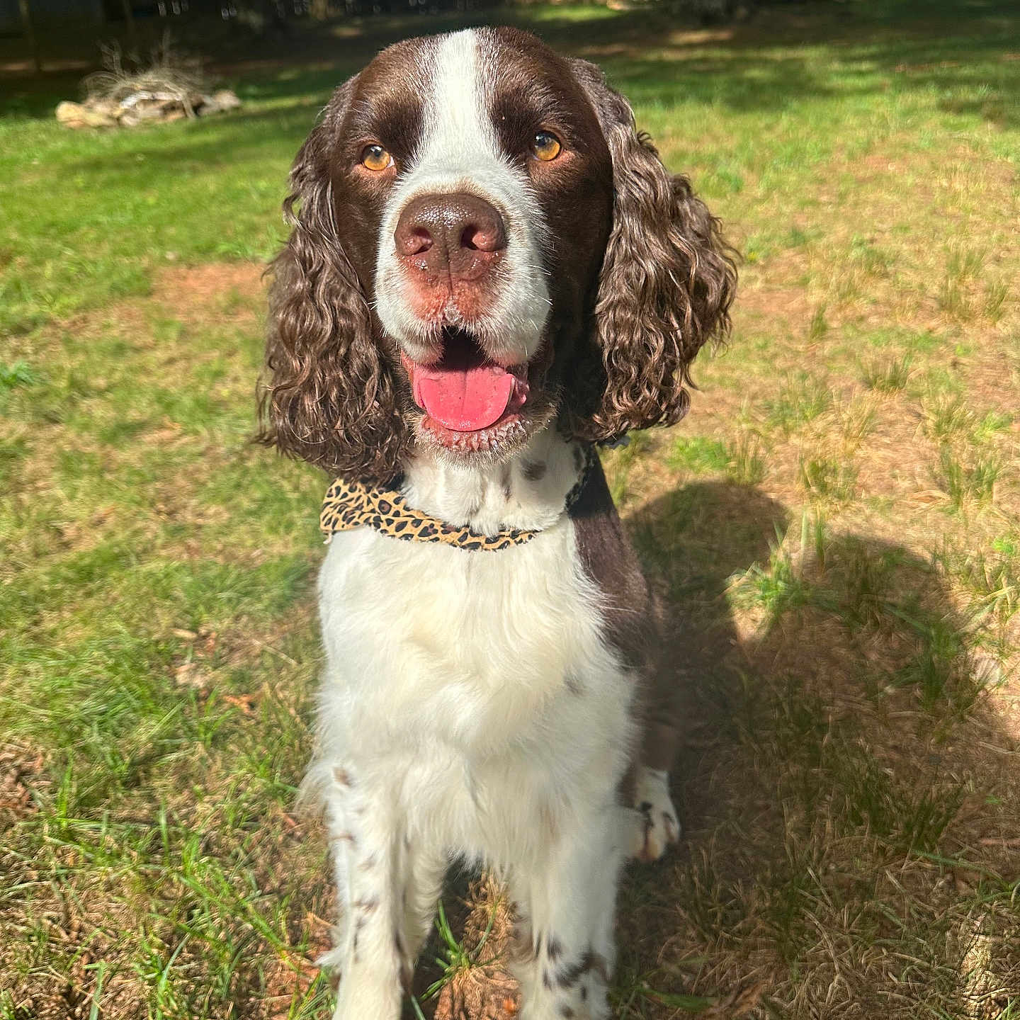 Remi joined the competition — help win amazing prizes! accessories, animal, canine, cockerspaniel, dog, face, field, grass, grassland, head, lawn, nature, outdoors, pet, plant, pointer, puppy, strap, tree, vegetation