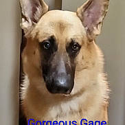 Gorgeous Gage joined the competition — help win amazing prizes! dog, german_shepherd, canine, portrait, close_up, face, muzzle, ears, upright_ears, brown_fur, black_mask, indoors, doorway, home, looking_at_camera, serious_expression, pet, animal, text_overlay, blue_text