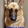 dog, german_shepherd, canine, portrait, close_up, face, muzzle, ears, upright_ears, brown_fur, black_mask, indoors, doorway, home, looking_at_camera, serious_expression, pet, animal, text_overlay, blue_text