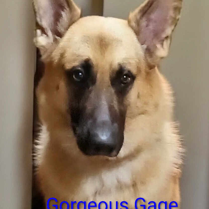 Gorgeous Gage