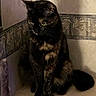 cat, black_cat, pet, animal, sitting, portrait, yellow_eyes, fur, whiskers, ears, tail, indoor, bathroom, tile, ledge, wall, shadow, dark, alert, photograph