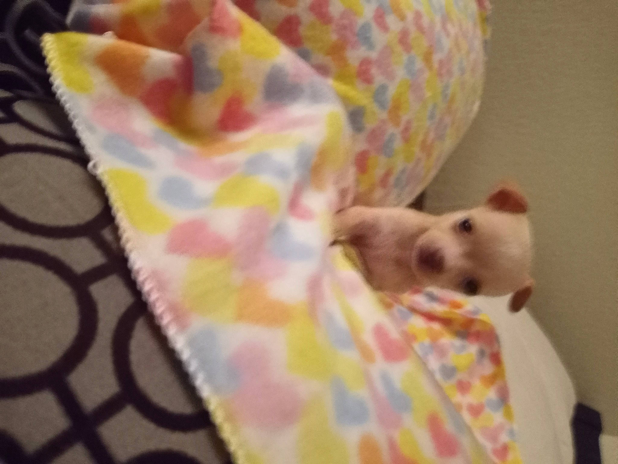 Brittany is registered to the contest to win money with this photo: canidae, carnivore, comfort, companion_dog, dog, dog_breed, dog_supply, fawn, felidae, grey, linens, magenta, pattern, pet_supply, pink, sporting_group, tail, terrestrial_animal, toy, toy_dog