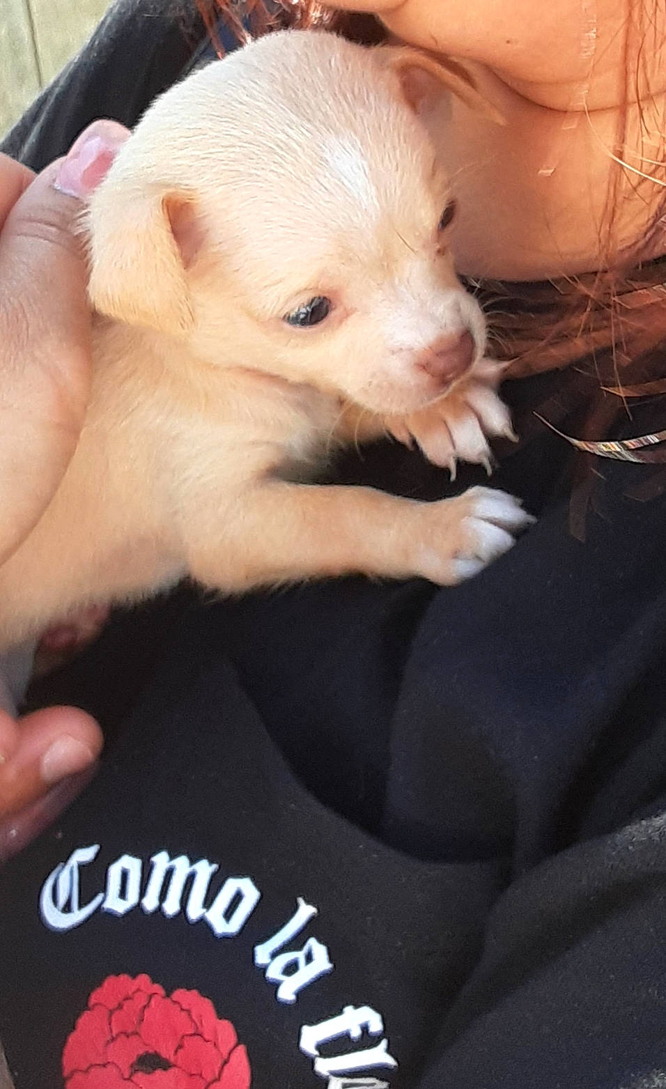 Brittany joined the competition — help win amazing prizes! canidae, carnivore, comfort, companion_dog, dog, dog_breed, ear, eyelash, fawn, finger, fur, gesture, hand, nail, snout, sporting_group, terrestrial_animal, thumb, toy_dog, working_animal