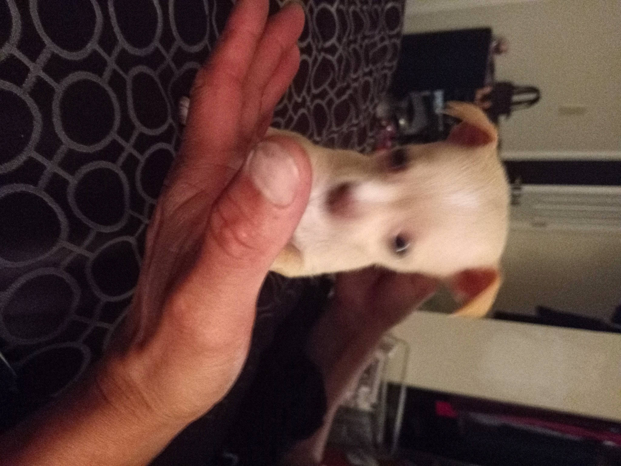 Brittany joined the competition — help win amazing prizes! abdomen, carnivore, chest, companion_dog, dog, dog_breed, eyelash, fawn, felidae, finger, fur, hand, nail, paw, puppy_love, small_to_medium_sized_cats, tail, thumb, whiskers, working_animal