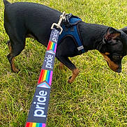Chevy is registered to the contest to win money with this photo: dog, small_dog, black_dog, tan_markings, grass, lawn, outdoors, sunlight, harness, leash, rainbow, pride, walking, pet, animal, standing, profile, short_hair, greenery, photography