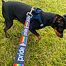 dog, small_dog, black_dog, tan_markings, grass, lawn, outdoors, sunlight, harness, leash, rainbow, pride, walking, pet, animal, standing, profile, short_hair, greenery, photography