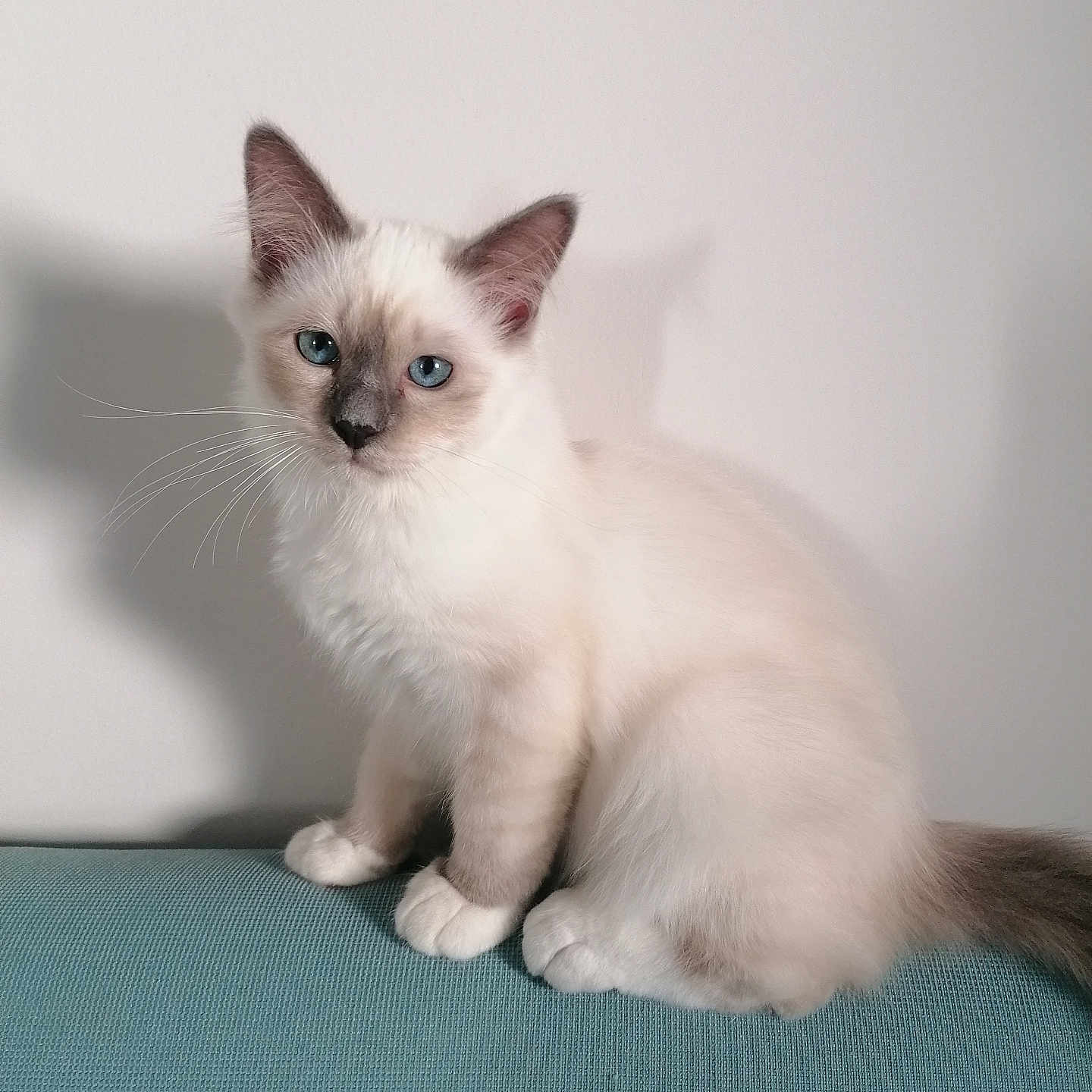 Looping participe au concours pour gagner de l'argent avec cette photo : angora, animal, cat, kitten, manx, pet, siamese