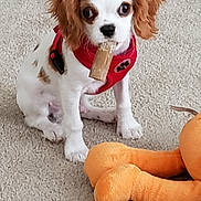 Sir Maxwell joined the competition — help win amazing prizes! animal, carpet, chewing, companion, cute, dog, domestic_animal, floppy_ears, furry, indoor, pet, playful, plush_toy, puppy, red_harness, sitting, small_dog, toy, white_and_brown, young_dog