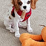 animal, carpet, chewing, companion, cute, dog, domestic_animal, floppy_ears, furry, indoor, pet, playful, plush_toy, puppy, red_harness, sitting, small_dog, toy, white_and_brown, young_dog