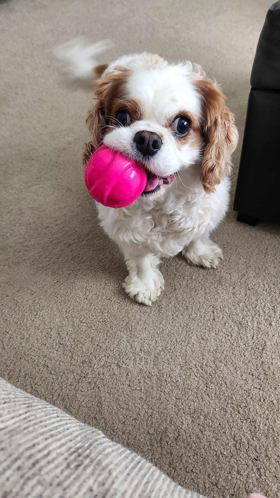 Sir Maxwell is registered to the contest to win money with this photo: animal, ball, brown, canine, carpet, cute, dog, ears, fluffy, happy, household, indoor, looking_up, mouth, pet, playful, small_dog, tail, toy, white