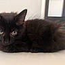 kitten, black_cat, fluffy, fur, pet, animal, cute, lying_down, indoor, close_up, whiskers, ears, eyes, curious, soft_light, feline, domestic_animal, young, resting, adorable