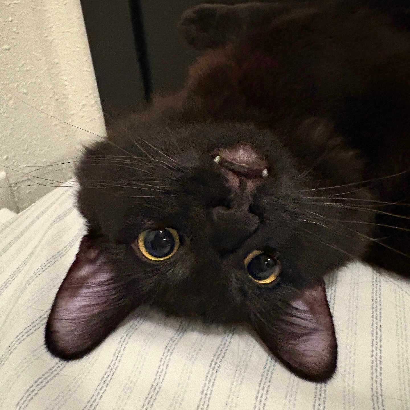 Azuki is registered to the contest to win money with this photo: cat, black_cat, pet, animal, upside_down, whiskers, yellow_eyes, fangs, close_up, striped_fabric, indoor, fur, cute, playful, mischievous, lying_down, face, ears, nose, portrait